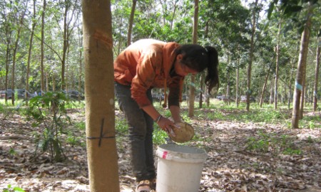 Công bố bản đồ ranh giới rừng phục vụ thực hiện EUDR