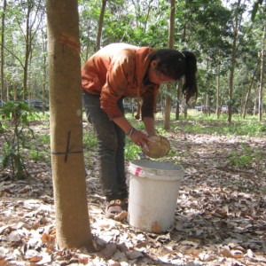 Canh tác cao su phải đảm bảo không gây mất rừng. Ảnh: Chu Khôi.