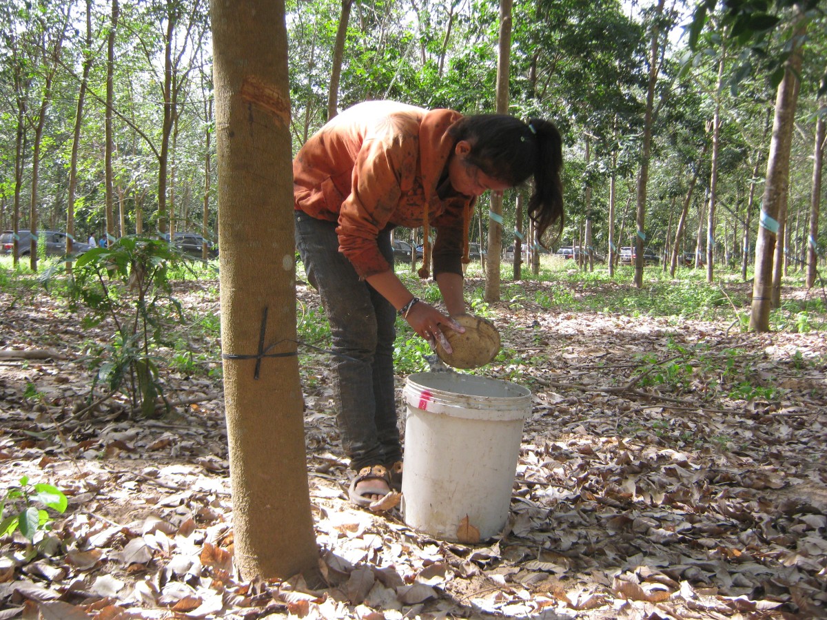 Canh tác cao su phải đảm bảo không gây mất rừng. Ảnh: Chu Khôi.