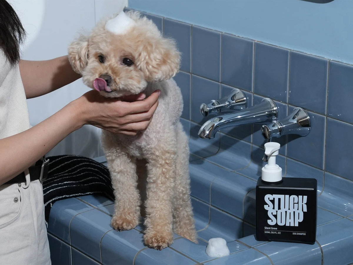 Ảnh: Stuck Soap