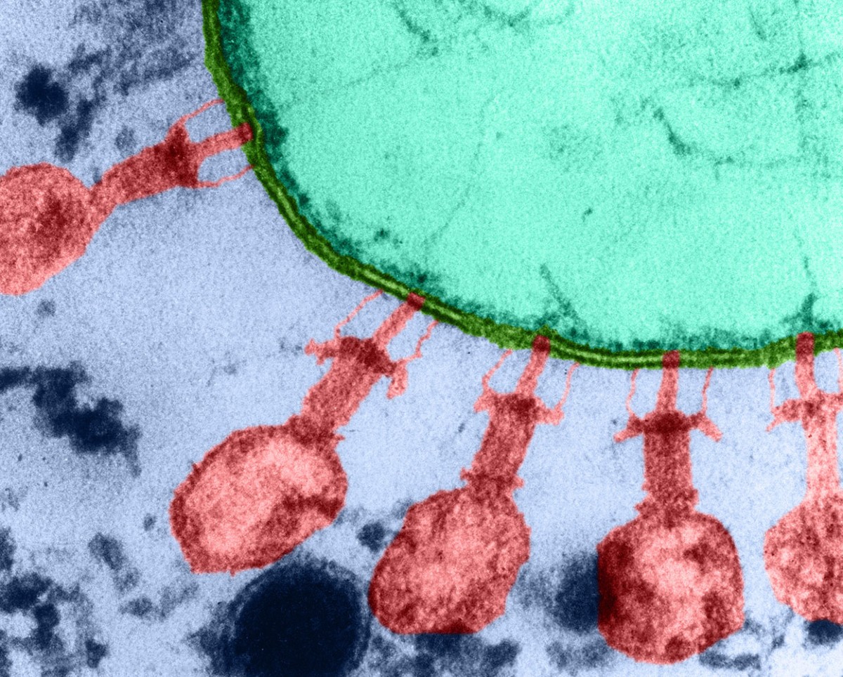 Từ các bộ gene do AI tạo ra, các nhà khoa học tổng hợp những phân tử DNA tương ứng và đưa chúng vào vi khuẩn. Ảnh minh họa