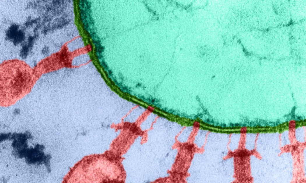 Từ các bộ gene do AI tạo ra, các nhà khoa học tổng hợp những phân tử DNA tương ứng và đưa chúng vào vi khuẩn. Ảnh minh họa