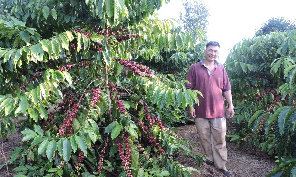 Xuất khẩu cà phê đạt 8,5 tỷ USD, phân khúc chế biến tăng tưởng ấn tượng