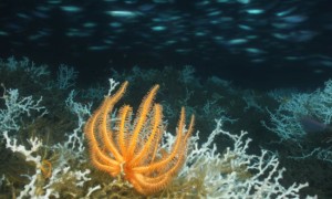 Trung Quốc đang chuyển hướng sang các trung tâm dữ liệu dưới nước. Ảnh: Thư viện ảnh NOAA, CC BY-SA 3.0