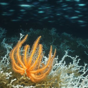 Trung Quốc đang chuyển hướng sang các trung tâm dữ liệu dưới nước. Ảnh: Thư viện ảnh NOAA, CC BY-SA 3.0