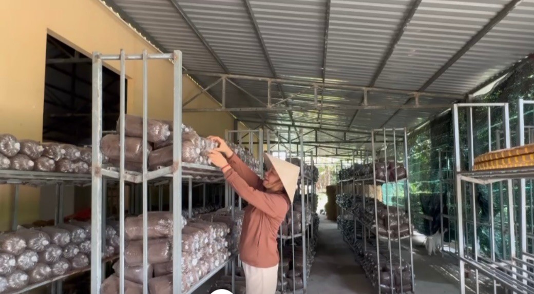 Nấm Linh Chi đặc biệt phù hợp với thời tiết ở Phú Quốc, mang lại dược tính cao. Ảnh: Hạnh Vân