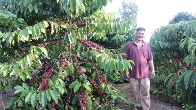 Vietnam’s coffee exports hit $8.5 billion in 2025–2026 crop year