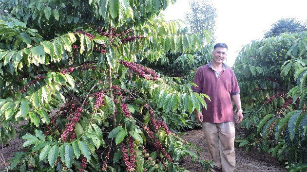 Vietnam’s coffee exports hit $8.5 billion in 2025–2026 crop year