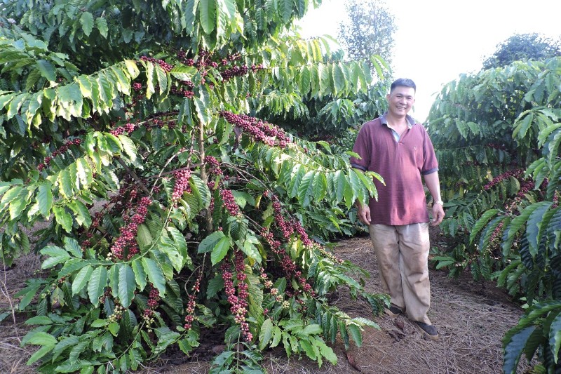 Vietnam’s coffee exports hit $8.5 billion in 2025–2026 crop year