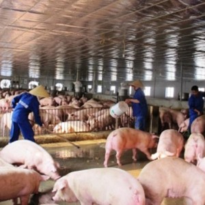 Trong bối cảnh thịt nhập khẩu có lợi thế về giá, bài toán cạnh tranh không chỉ nằm ở thị trường mà còn ở năng suất và cách tổ chức sản xuất. Ảnh: nhachannuoi.vn