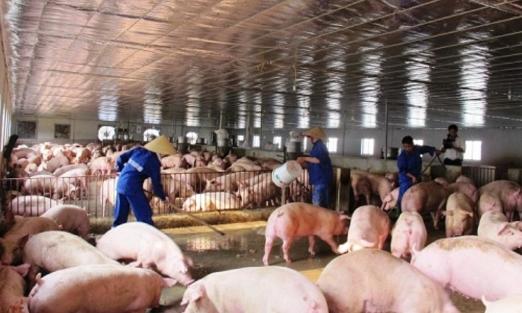 Trong bối cảnh thịt nhập khẩu có lợi thế về giá, bài toán cạnh tranh không chỉ nằm ở thị trường mà còn ở năng suất và cách tổ chức sản xuất. Ảnh: nhachannuoi.vn