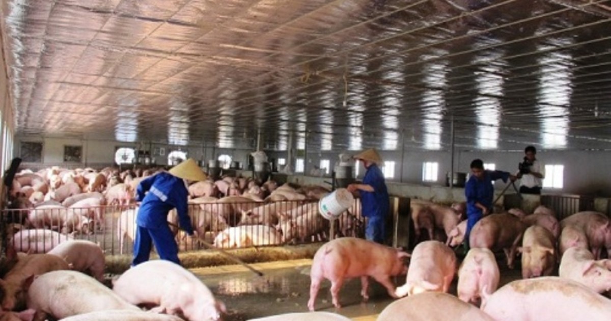 Ngành chăn nuôi tìm cách nâng cao sức cạnh tranh trước áp lực từ thịt nhập khẩu