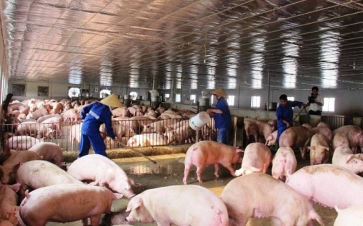 Trong bối cảnh thịt nhập khẩu có lợi thế về giá, bài toán cạnh tranh không chỉ nằm ở thị trường mà còn ở năng suất và cách tổ chức sản xuất. Ảnh: nhachannuoi.vn