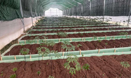 Một vườn dược liệu của Trường Sinh Group. Ảnh: Trường Sinh Group.