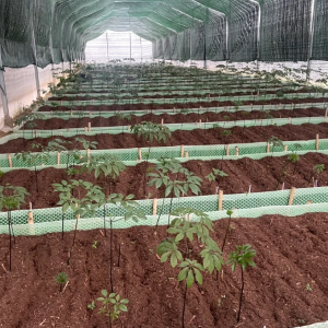 Một vườn dược liệu của Trường Sinh Group. Ảnh: Trường Sinh Group.