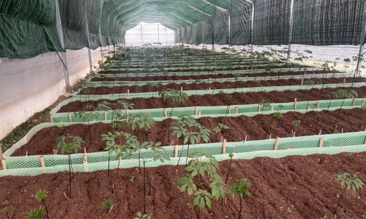 Một vườn dược liệu của Trường Sinh Group. Ảnh: Trường Sinh Group.