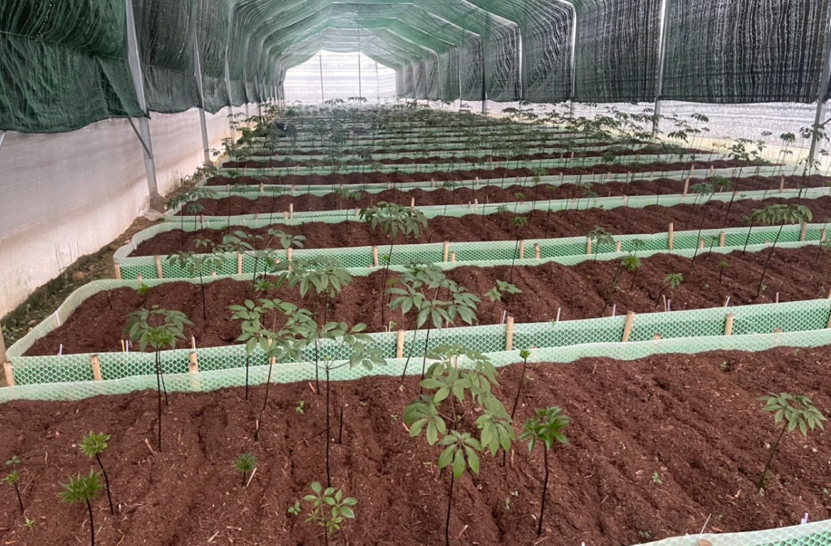 Một vườn dược liệu của Trường Sinh Group. Ảnh: Trường Sinh Group.