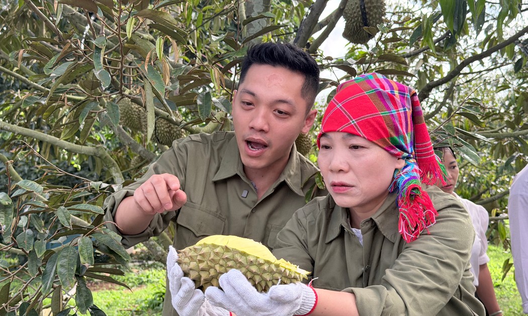 Các phiên livestream góp phần quảng bá sầu riêng và nông sản địa phương đến người tiêu dùng trên cả nước. Ảnh: TikTok Shop.