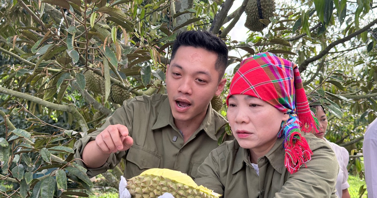 Đưa sầu riêng từ buôn làng Tây Nguyên đến người tiêu dùng qua thương mại điện tử