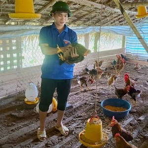 Anh Danh lựa chọn giống gà Mía có khả năng thích nghi tốt với điều kiện khí hậu miền núi. Ảnh: Thanh Ngọc