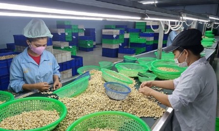 Ngành điều tìm cách chuyển lợi thế chế biến thành giá trị gia tăng