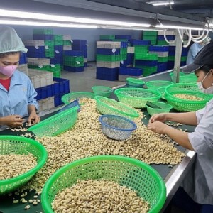 Việt Nam giữ vị trí số 1 thế giới về chế biến và xuất khẩu nhân điều. Ảnh: Hiệp hội Điều Việt Nam.