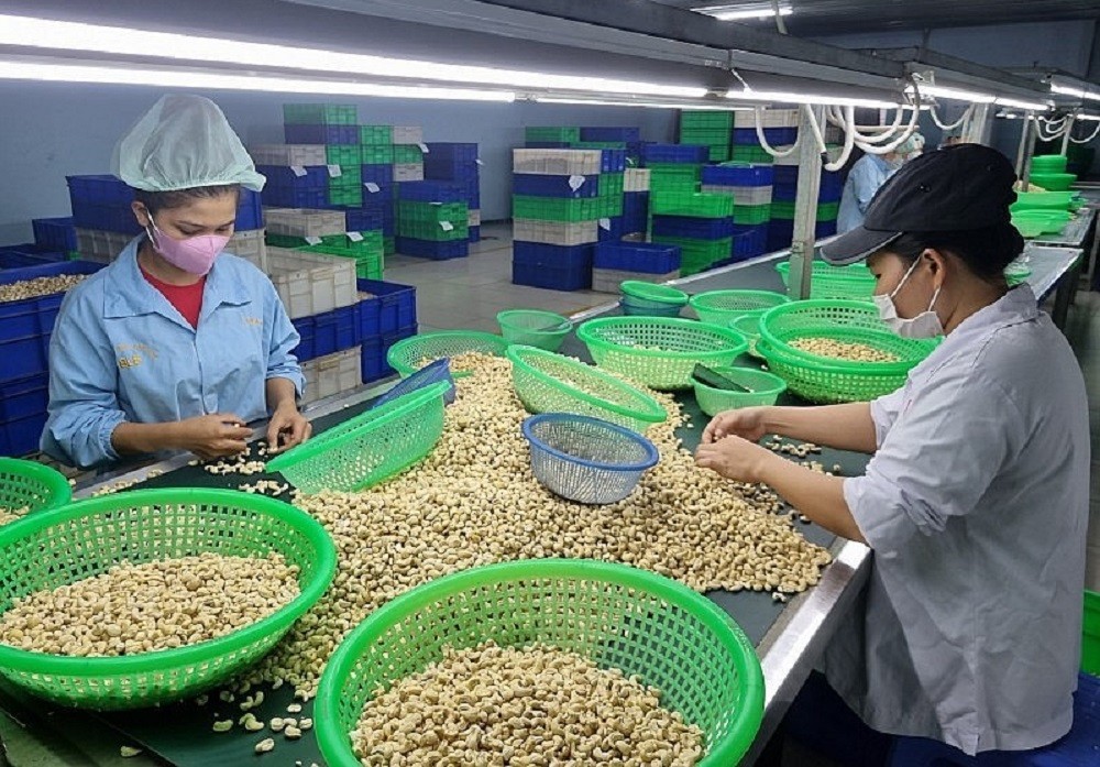 Việt Nam giữ vị trí số 1 thế giới về chế biến và xuất khẩu nhân điều. Ảnh: Hiệp hội Điều Việt Nam.