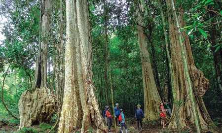 Vườn quốc gia Cát Tiên. Ảnh: Trang thông tin điện tử Văn phòng UBND TP.Đồng Nai