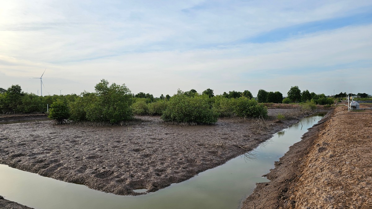 Các giải pháp kết hợp dựa vào thiên nhiên, tái sinh rừng ngập mặn (Nguồn ảnh: IUCN).