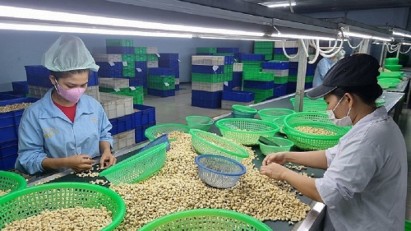 Vietnam seeks new role in global cashew value chain